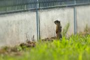 Świat w naszych rękach wyróżnienie: Rafał Siek - Ściana płaczu