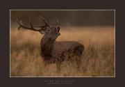 Fot. Robert Osipa