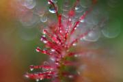 Rosiczka okrągłolistna (Drosera rotundifolia) fot. Ryszard Węglarz